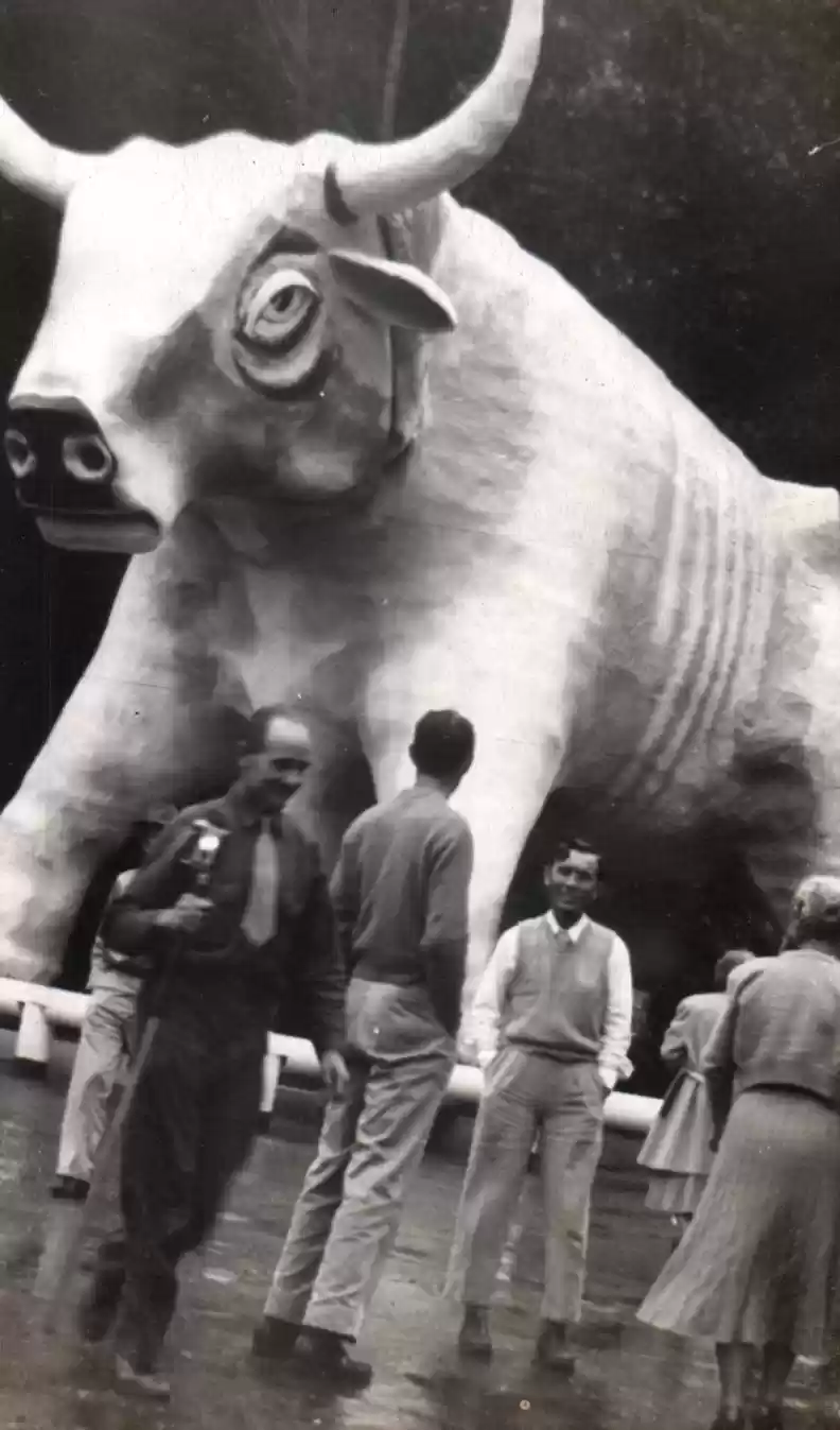 Bull 3
